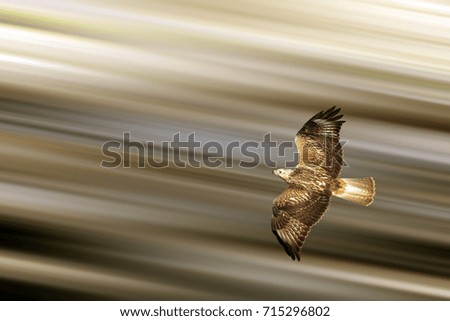 Similar – Awesome bird of prey in flight