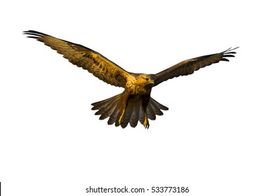 Flying Buzzard Isolated Bird Bird Prey Stock Photo 533773186 | Shutterstock