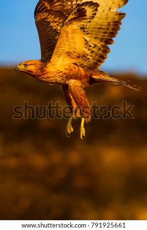 Similar – Awesome bird of prey in flight