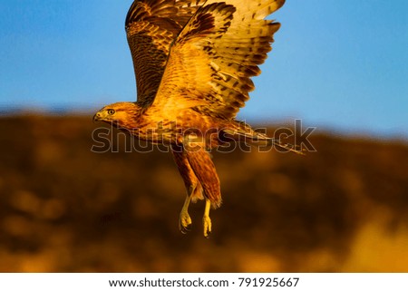 Similar – Awesome bird of prey in flight