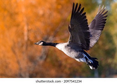 A flying Canadian goose against blurred autumnal trees background