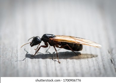 Flying Carpenter Ant Insect Pest Up Close