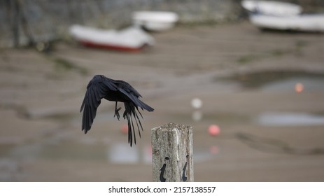 Flying Carrion Crow In  Wales