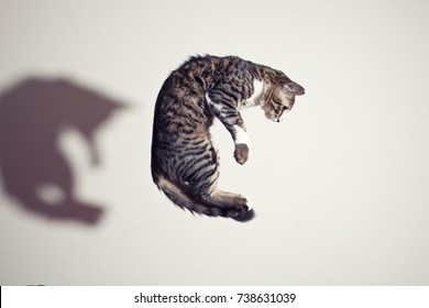 Flying Cat