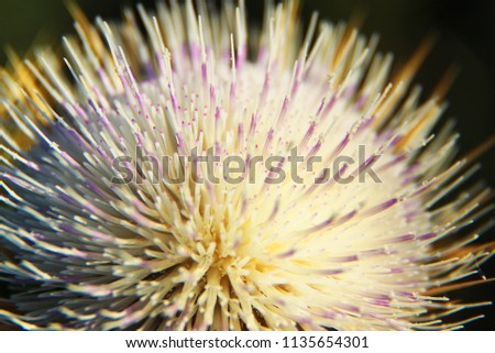 flower in violtett Flower