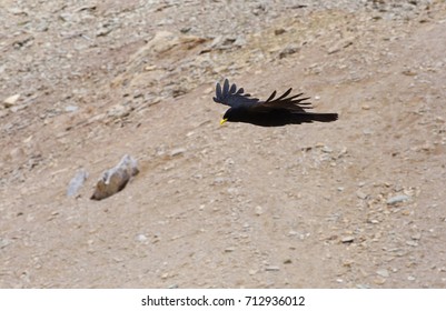 Flying chough