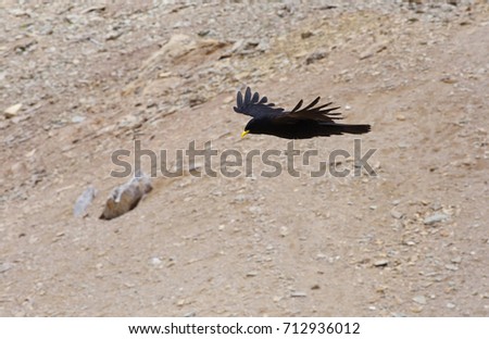 Flying chough