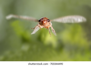 Flying Cicada.