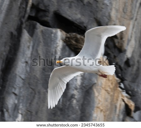 flying to cliff, Glaucous gull; Alkefjellet, Spitzbergen