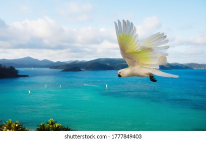 Flying Cockatoo On Hamilton Island Australia