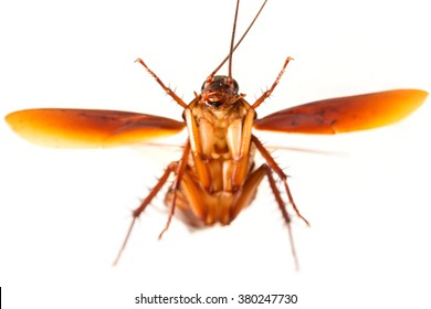 Flying Cockroach.