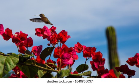 Flying Colibri Over Red Flowers, Blue Sky And Cardon Cactus, BCS, Mexico