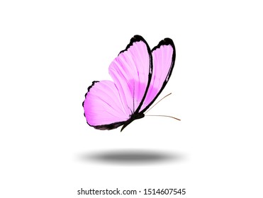 Small Butterfly Images, Stock Photos &amp; Vectors | Shutterstock