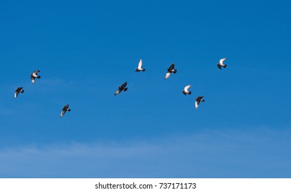 Flying Columba Palumbus