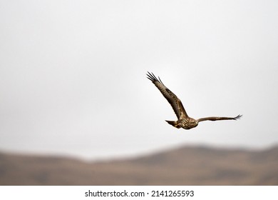 A flying Common Buzzard on the Isle of mull, Scotland 