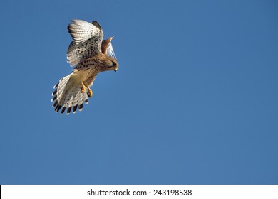 Flying Common kestrel