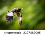 Flying common myna with both wings open. Close up.
