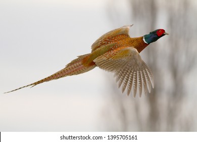 Pheasant Hunting ~ Pheasant Feathers ~ Pheasant Tail Mount ~ Pheasant ...