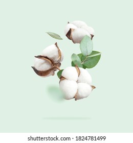 Flying cotton flowers, green twigs of eucalyptus on mint green background. Creative Floral background with cotton, delicate flowers of fluffy cotton. Flat lay flowers composition, greeting card