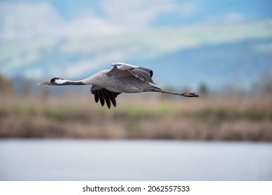 Flying Crane, Agamon Hula, Israel