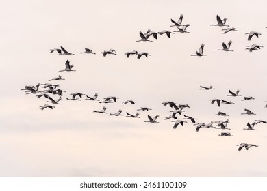 Flying cranes flock against blue sky. Silhouette of birds flying over wheat field at sunset - Powered by Shutterstock