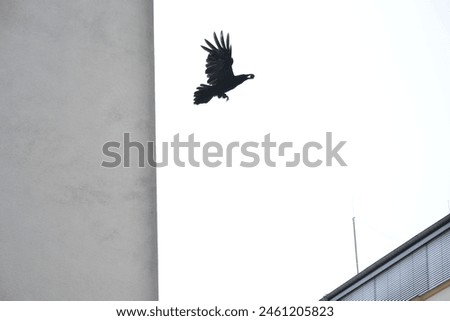 A flying craw with a walnut in its beak