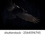 Flying crow in the backlight