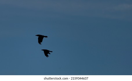 9,413 Crow In Flight Silhouette Images, Stock Photos & Vectors ...