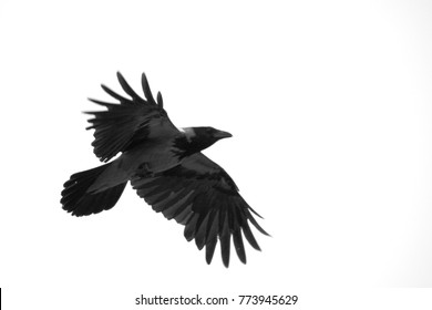 Flying crow on a clear sky