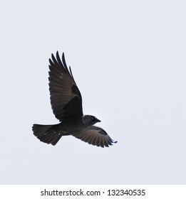 Flying Crow On White