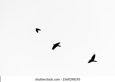 Flying crows on a clear sky, black and white look