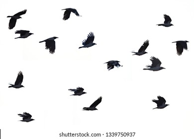 Flying Crows White Background, Black Crows Silhouette 