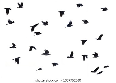 Flying crows white background, black crows silhouette