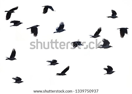 Flying crows white background, black crows silhouette 