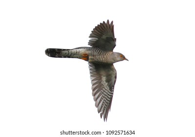 Flying Cuckoo, Isolated