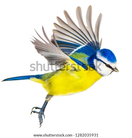 Flying cute little bird. Isolated bird. White background. Common bird: Eurasian Blue Tit.