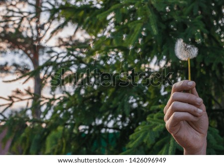 Similar – Image, Stock Photo Girl plucks off a piece of cotton candy