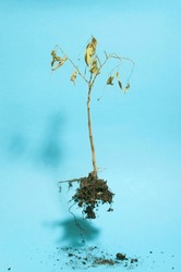 Flying Dead Plant On Blue Background. Minimalist Abstract Image Of A Dry Plant.
