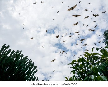 Flying Dogs/ Bat in Ruanda, Africa (Lake Kivu)
