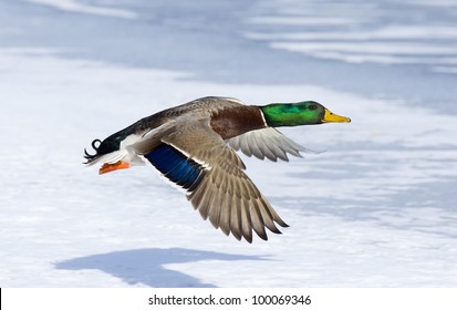 Flying Drake Mallard Over Ice