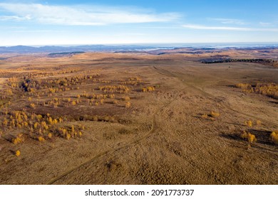 Flying With A Drone Above Autumn Meadow And Birch Trees. Aerial View