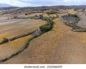 Flying Drone Above Colorful Autumn Sangiovese Grape Vineyards In Tuscany, Rows Of Grape Plants After Harvest, Italy