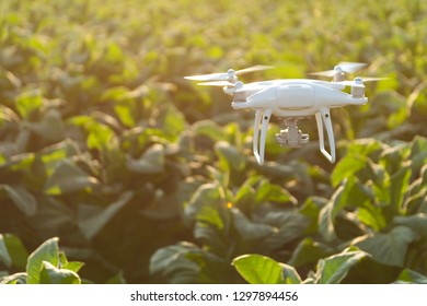 Flying Drone Above The Tobacco Garden Field. Concept  Drone Survey In Agriculture