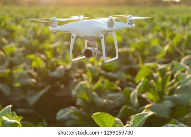 Flying Drone Above The Tobacco Garden Field. Concept  Drone Survey In Agriculture