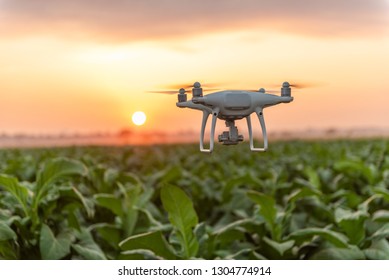 Fliegend Drohne über dem Tabakgartenfeld. Konzeptdrohnenerhebung in der Landwirtschaft