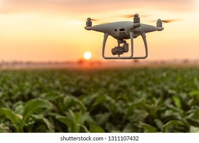 Fliegend Drohne über dem Tabakgartenfeld. Konzeptdrohnenerhebung in der Landwirtschaft
