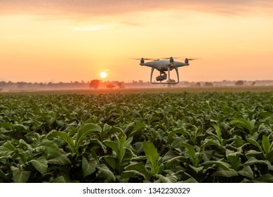Fliegend Drohne über dem Tabakgartenfeld. Konzeptdrohnenerhebung in der Landwirtschaft 