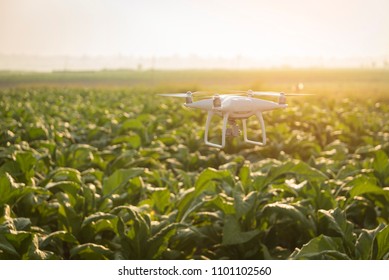 Flying Drone Above The Wheat Field Tobacco Farm