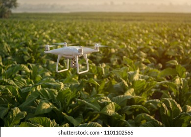 Flying Drone Above The Wheat Field Tobacco Farm