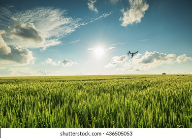 Flying Drone Above The Wheat Field